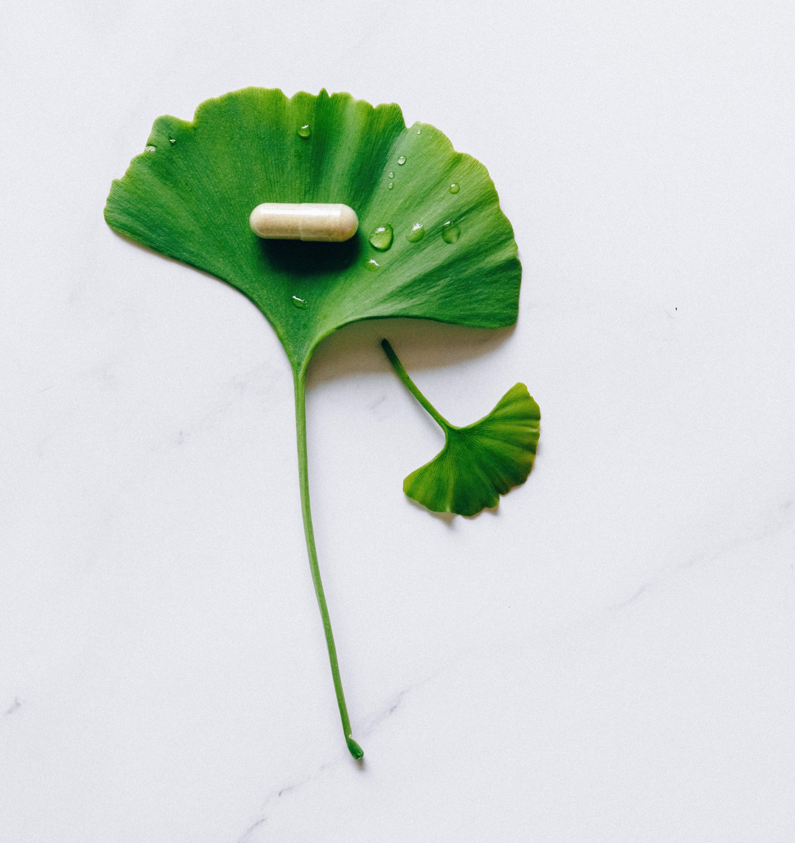 Ginkgo Leaf is a Popular Choice for Dietary Supplements